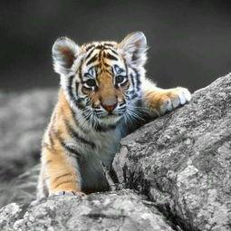 老虎生小老虎视频