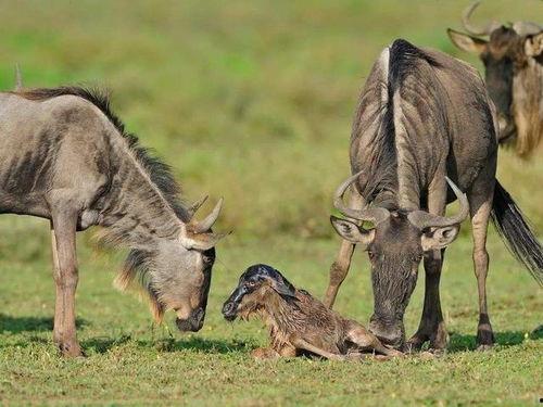 角马交配视频,自然界的浪漫演绎