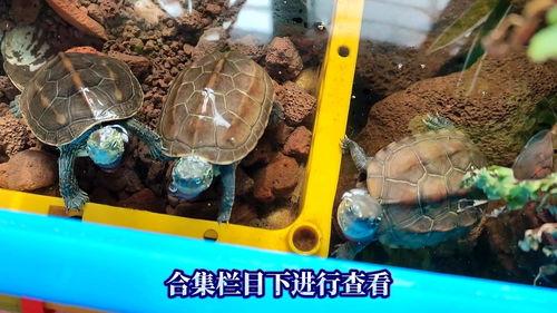 乌龟  视频,探寻生命坚韧与智慧的奇迹之旅