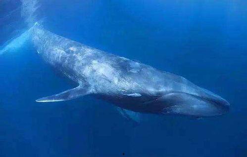 动物英文名称视频,跟随英文名字领略异域风采