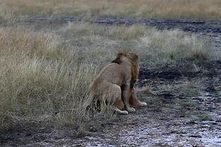 动物交配视频高清,高清揭秘交配瞬间