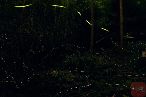 萤火虫 视频,自然奇观背后的生命奥秘