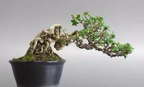 六月雪盆景制作视频,匠心独运，展现自然之美